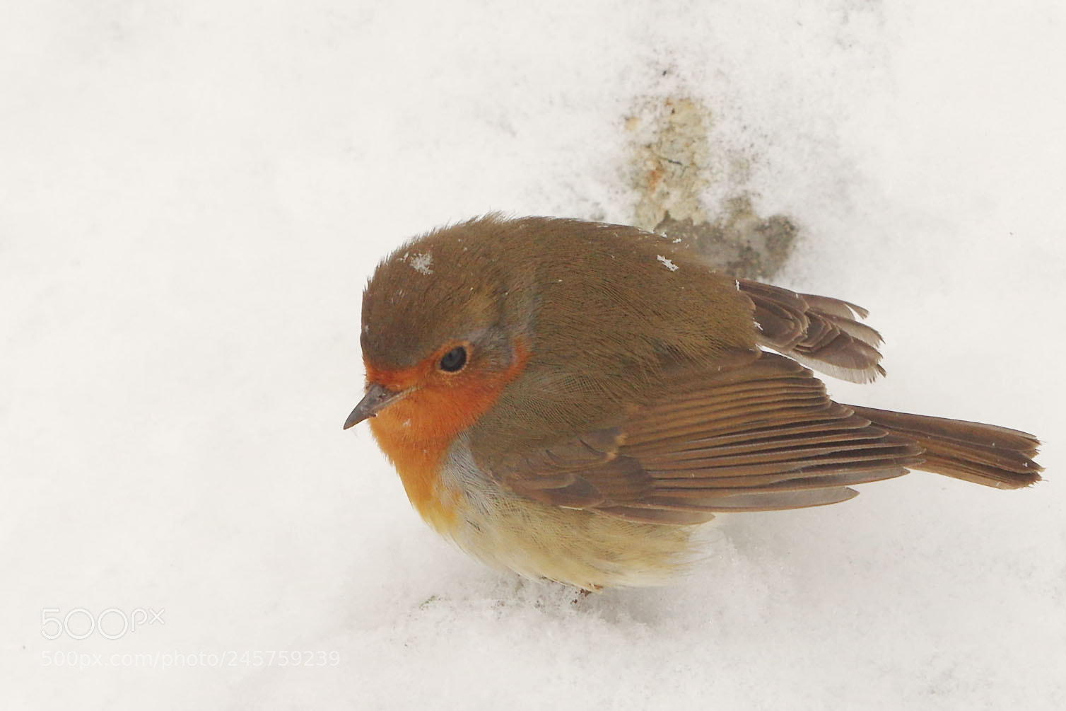 Pentax K-3 sample photo. Erithacus rubecula photography