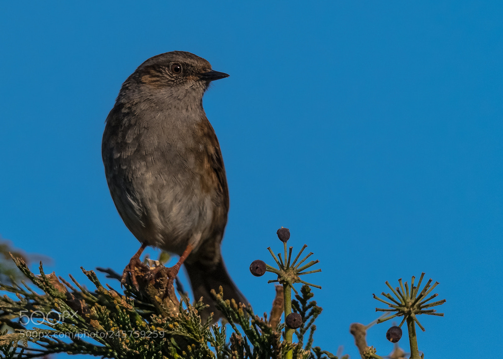 Nikon D850 sample photo. Sunny dunnock photography