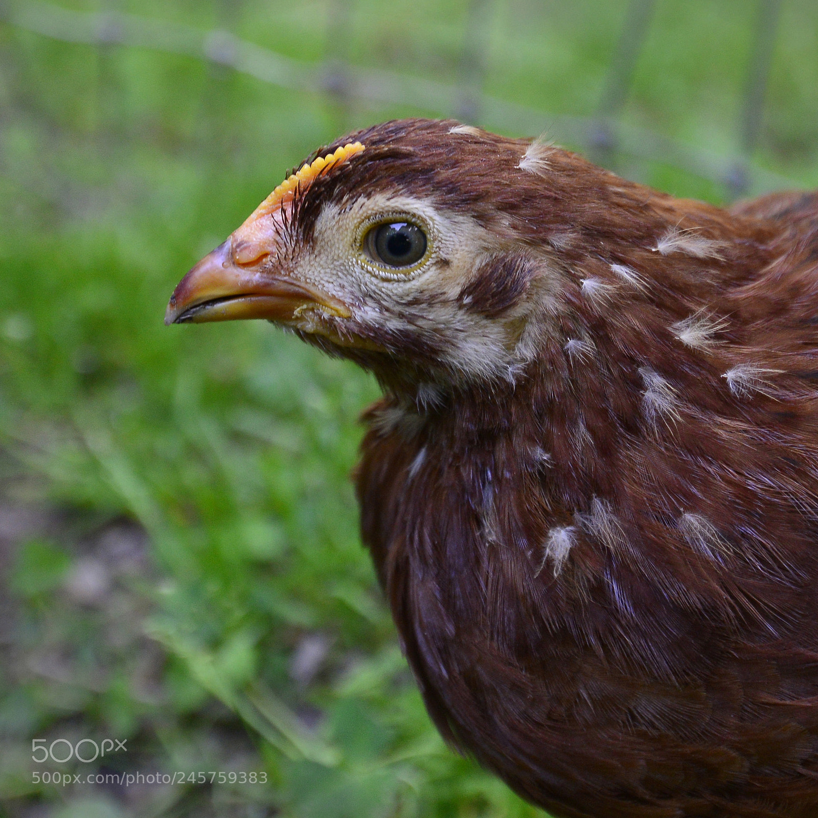 Nikon D610 sample photo. Chick photography