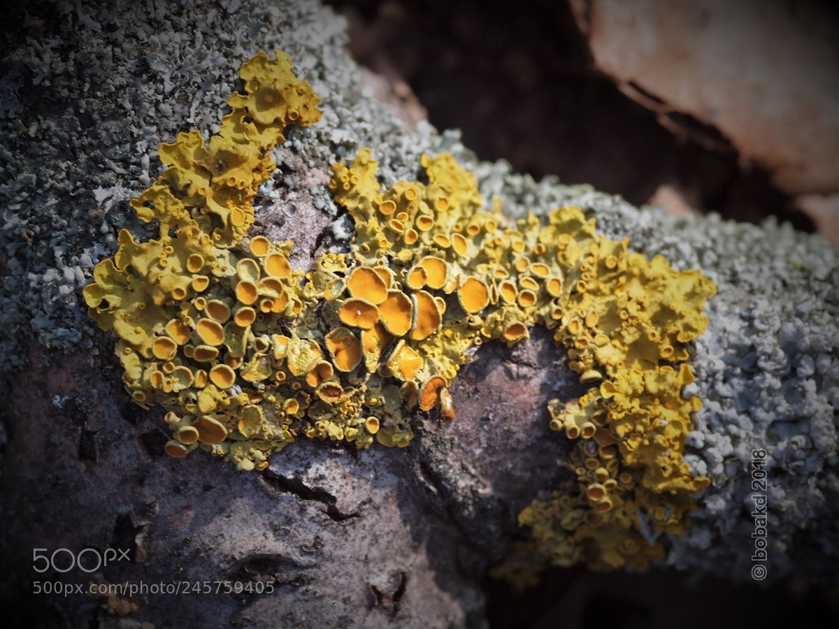 Olympus E-620 (EVOLT E-620) sample photo. Mushrooms photography