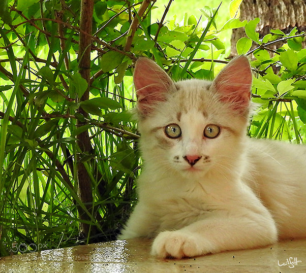 Nikon Coolpix P610 sample photo. Kitten photography