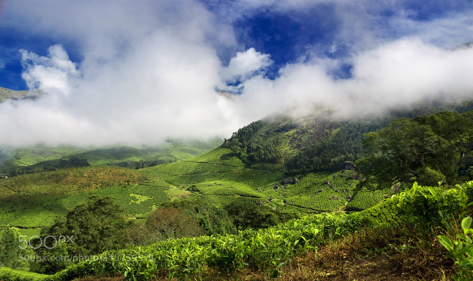 Sony Alpha DSLR-A200 sample photo. Munnar, kerala photography