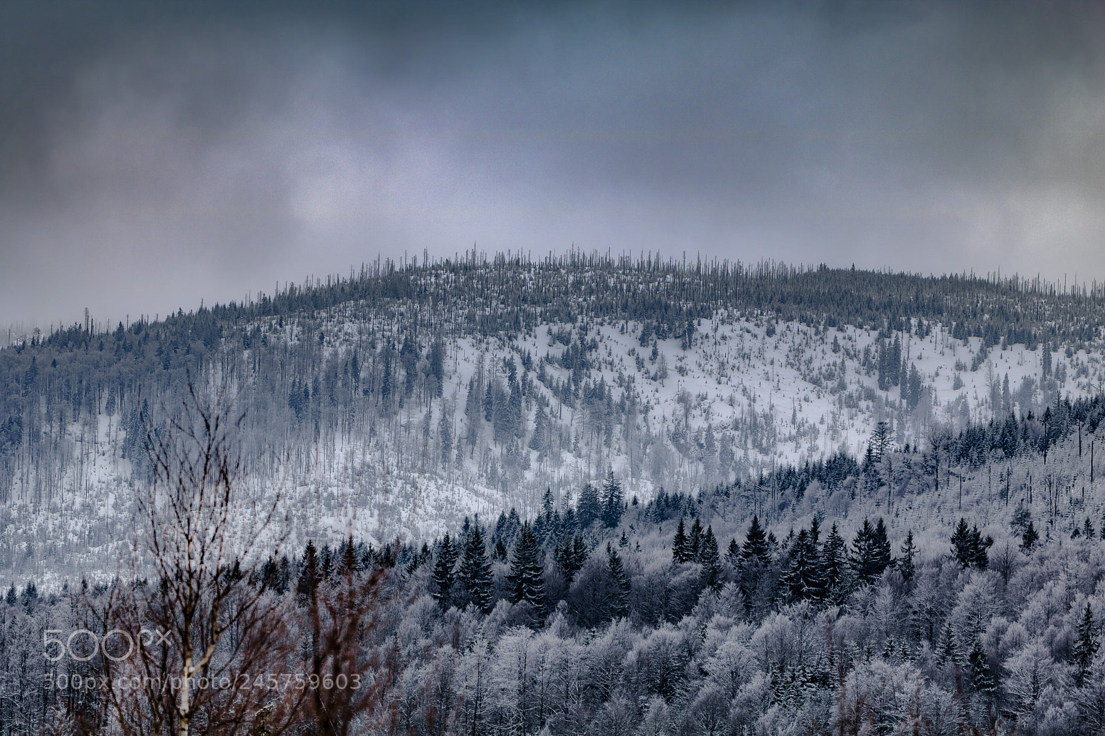 Canon EOS 760D (EOS Rebel T6s / EOS 8000D) sample photo. Silver forest photography