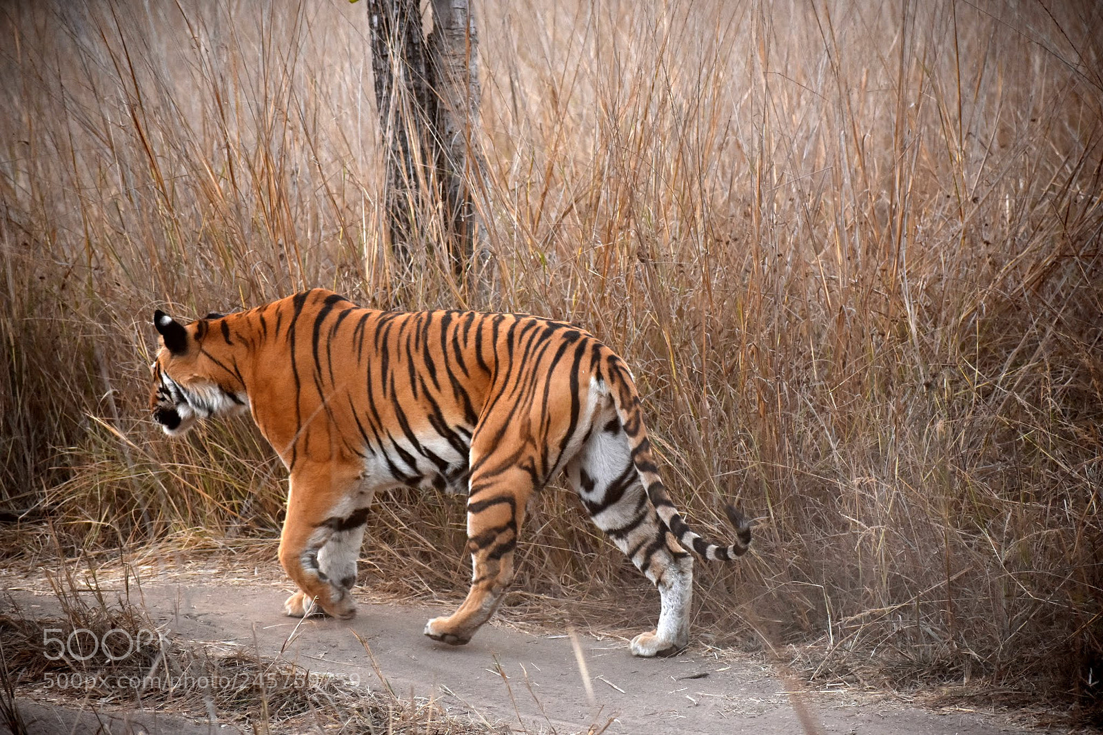 Nikon D7200 sample photo. Tiger photography