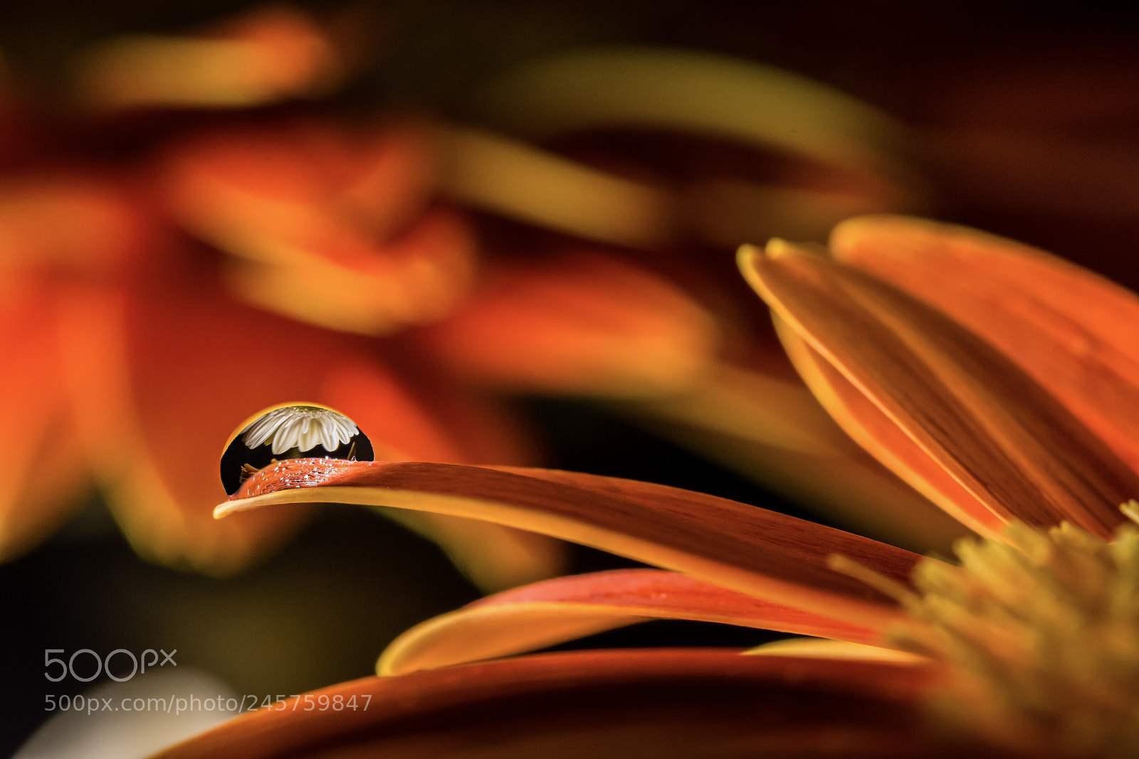 Nikon D7200 sample photo. Details in nature i photography