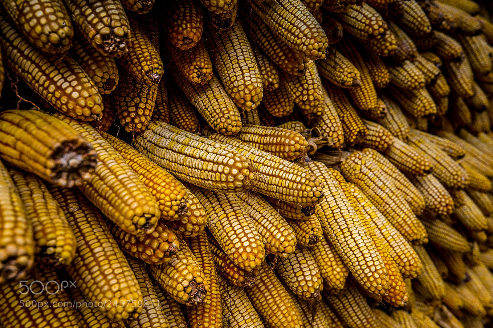 Canon EOS-1D X sample photo. Yellow photography