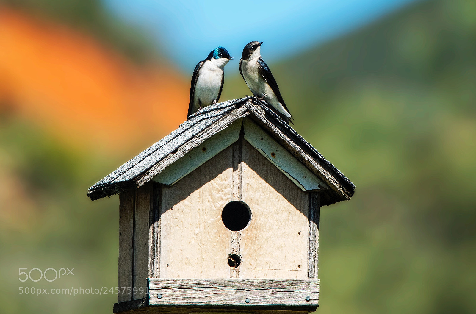 Nikon D500 sample photo. Northern common house martin photography