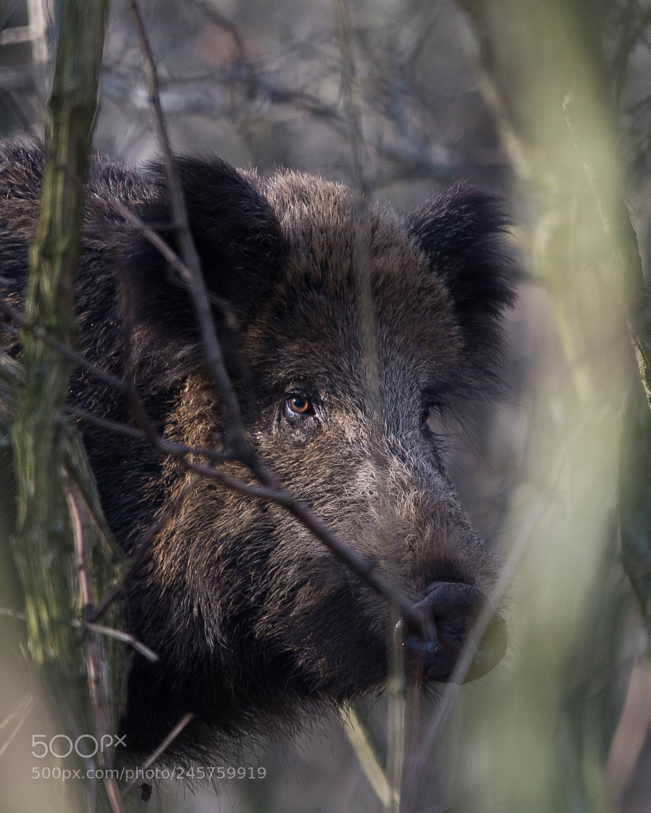 Nikon D7100 sample photo. Sus scrofa. photography