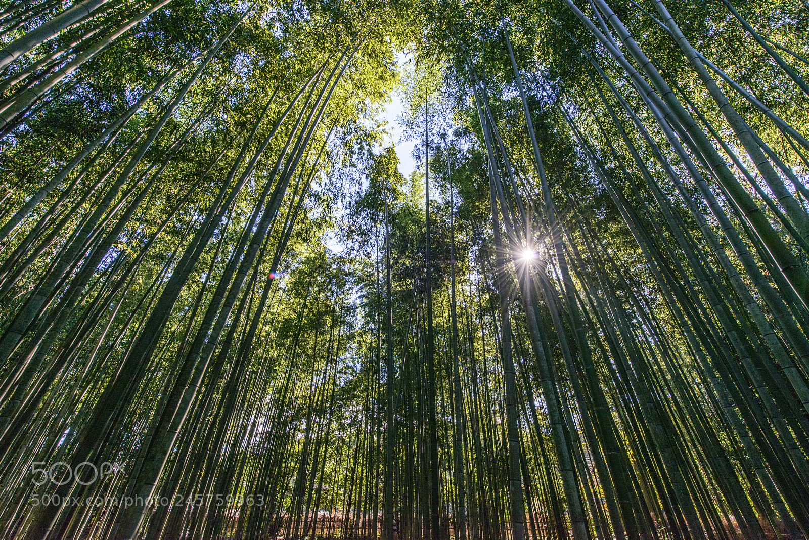 Nikon D800 sample photo. Arashiyama bamboo grove photography