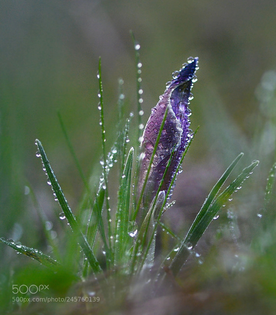 Nikon D7100 sample photo. Navruz photography