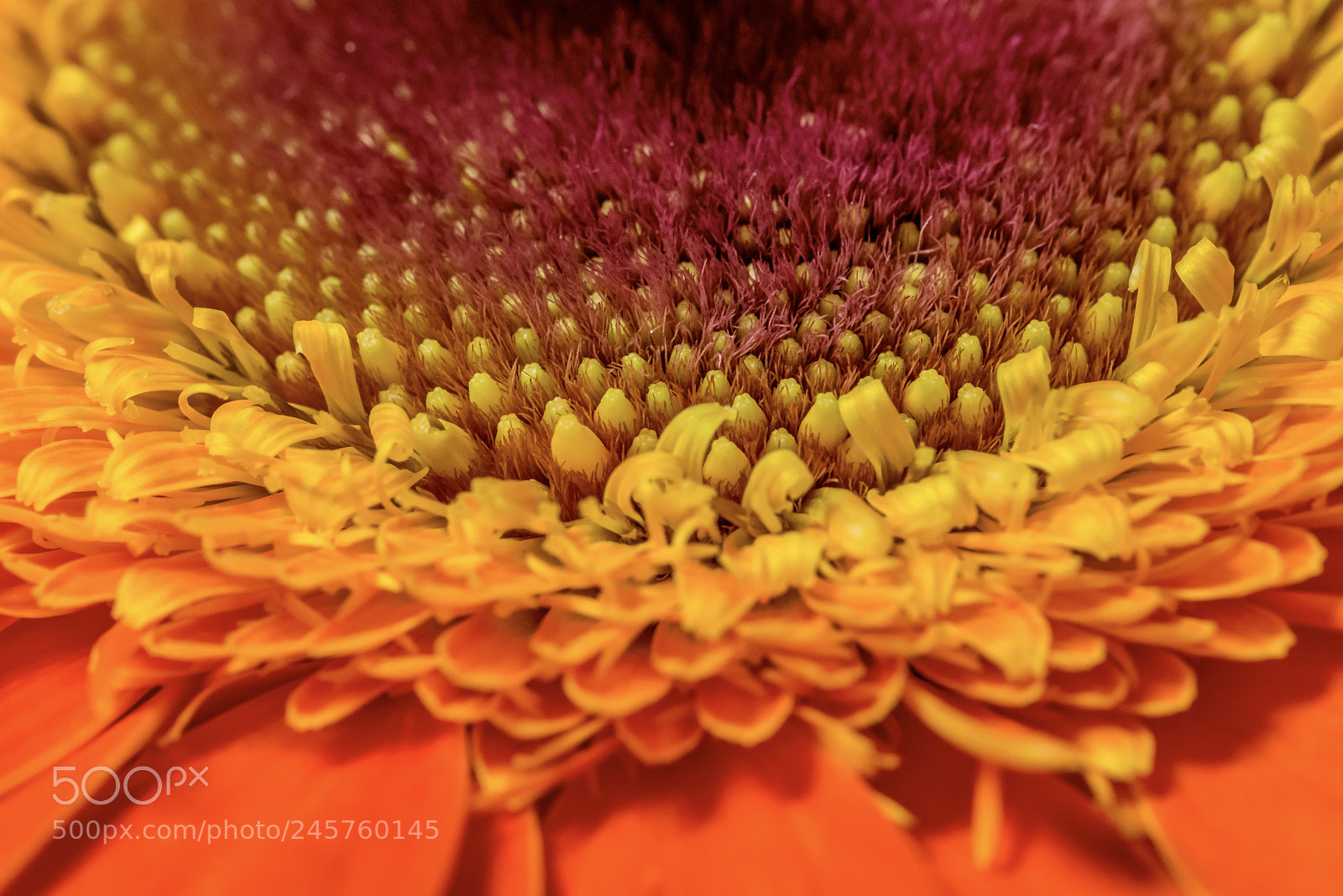 Nikon D7200 sample photo. Details in nature ii photography