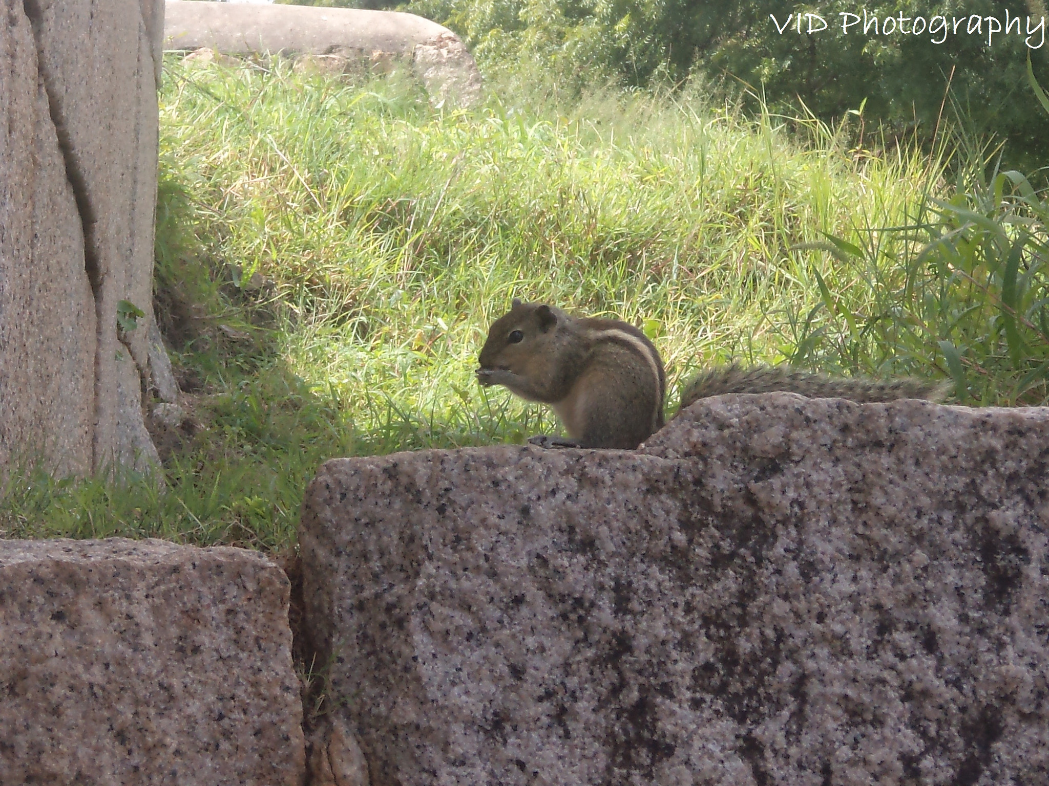 Sony DSC-S3000 sample photo. Indian palm squirrel photography