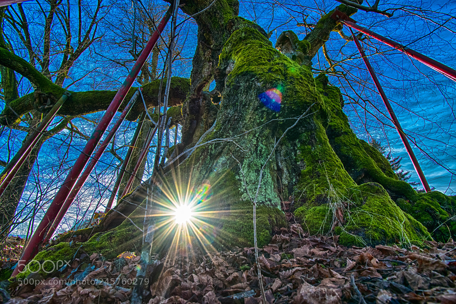 Nikon D5500 sample photo. Sun out of tree photography