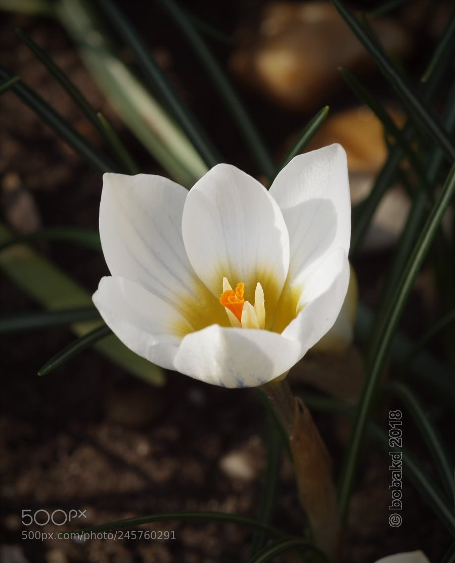 Olympus E-620 (EVOLT E-620) sample photo. Spring is coming photography