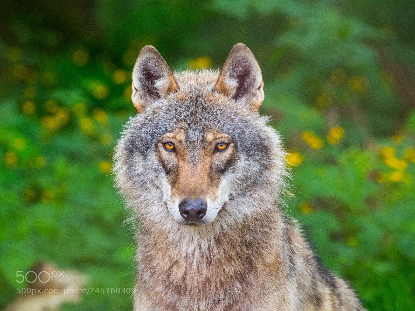 Panasonic Lumix DC-GH5 sample photo. Wolf białowieża photography