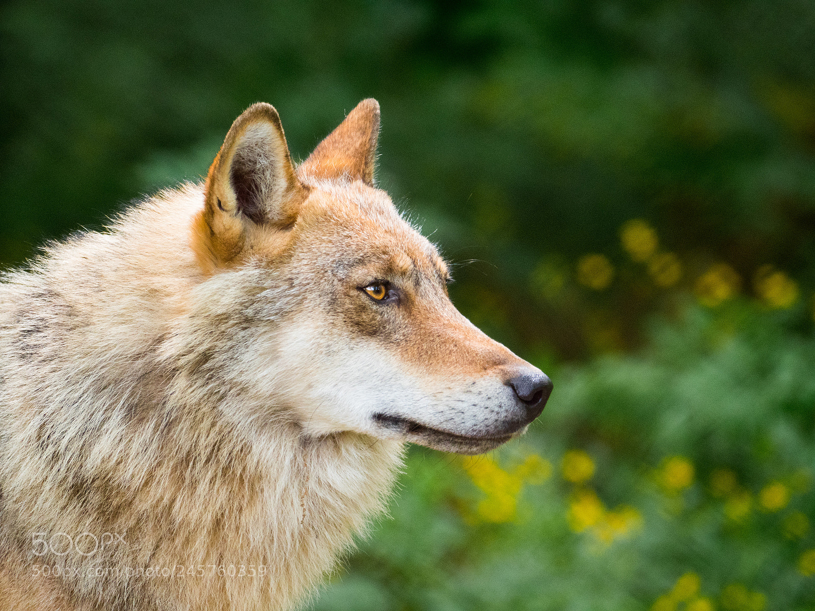 Panasonic Lumix DC-GH5 sample photo. Wolf białowieża photography