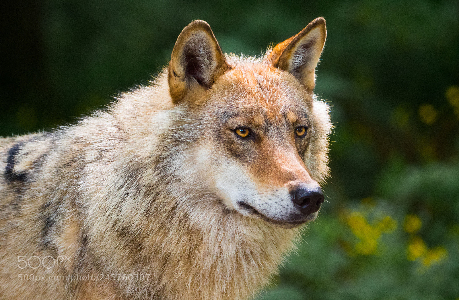 Panasonic Lumix DC-GH5 sample photo. Wolf białowieża photography