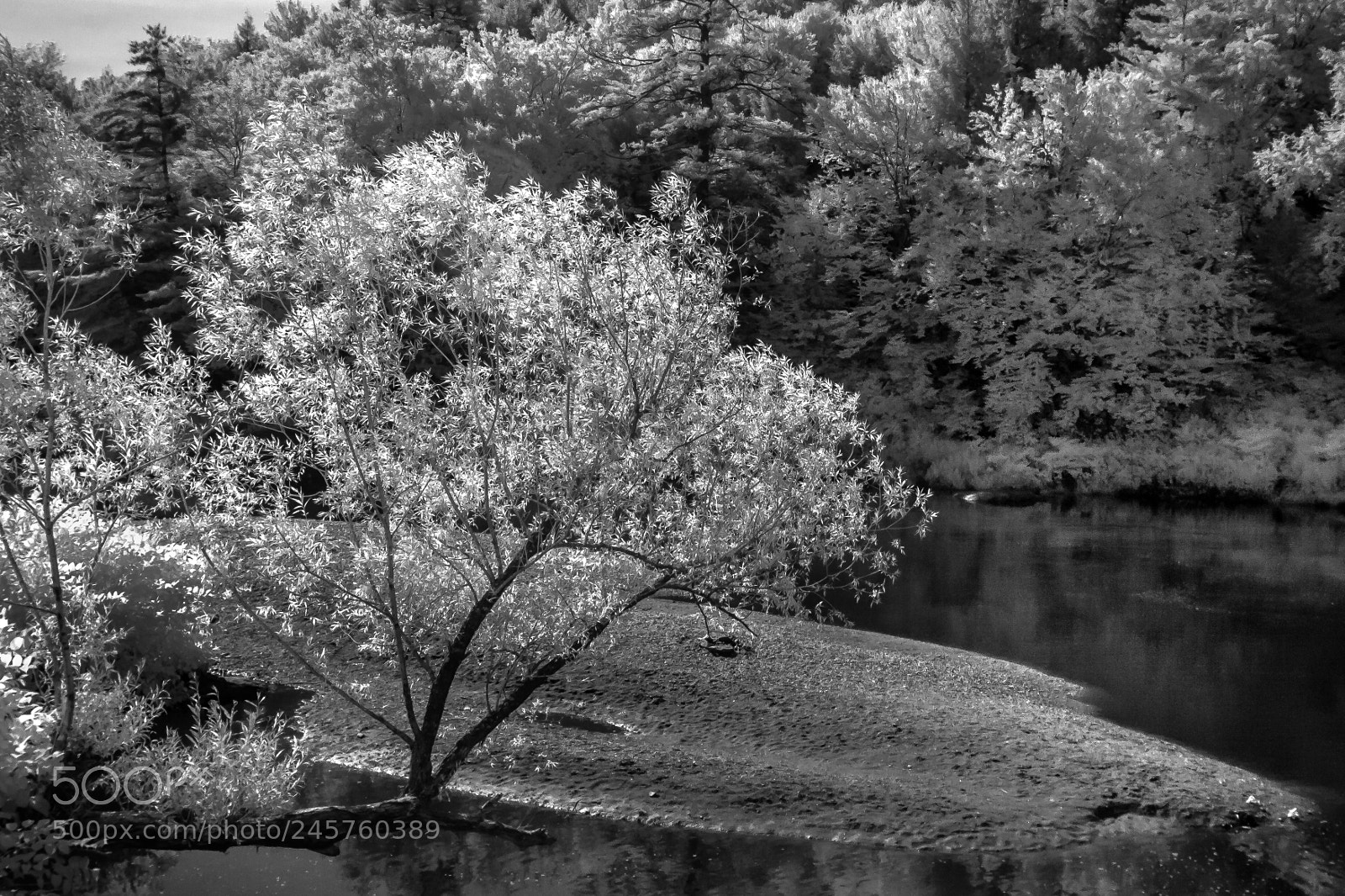 Canon EOS 400D (EOS Digital Rebel XTi / EOS Kiss Digital X) sample photo. Willow on riverbank infrared photography