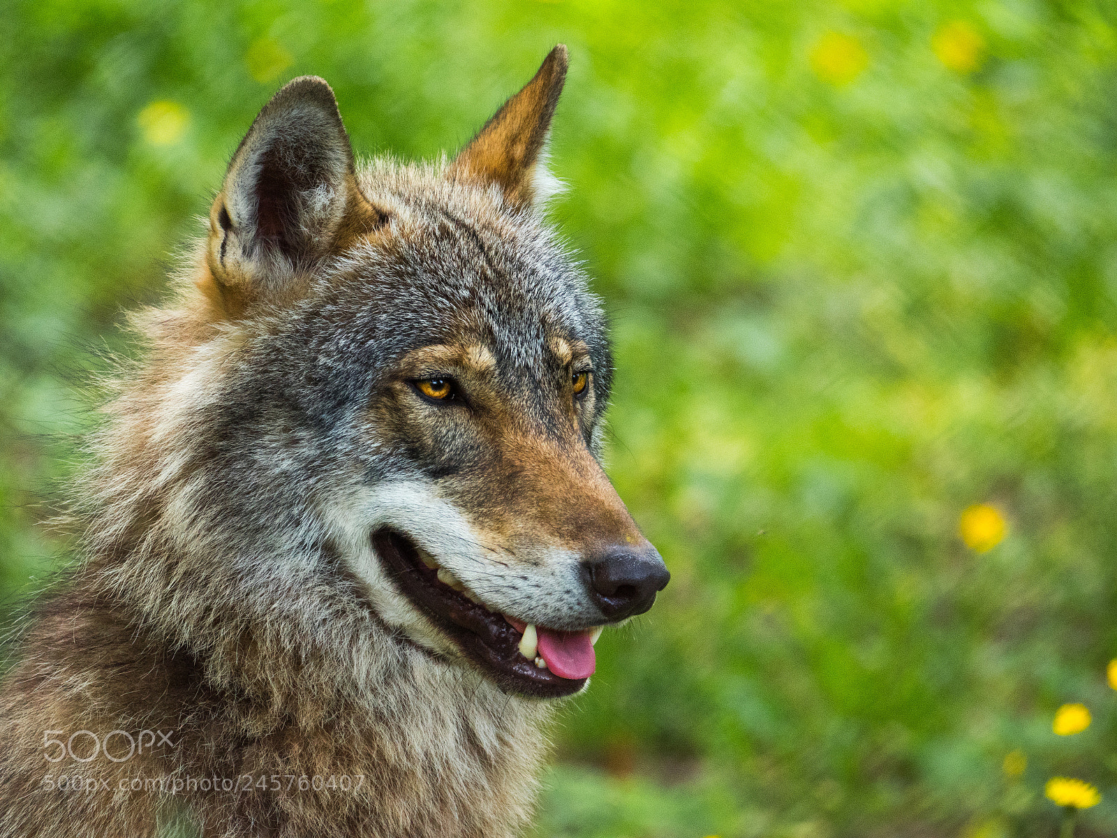 Panasonic Lumix DC-GH5 sample photo. Wolf białowieża photography