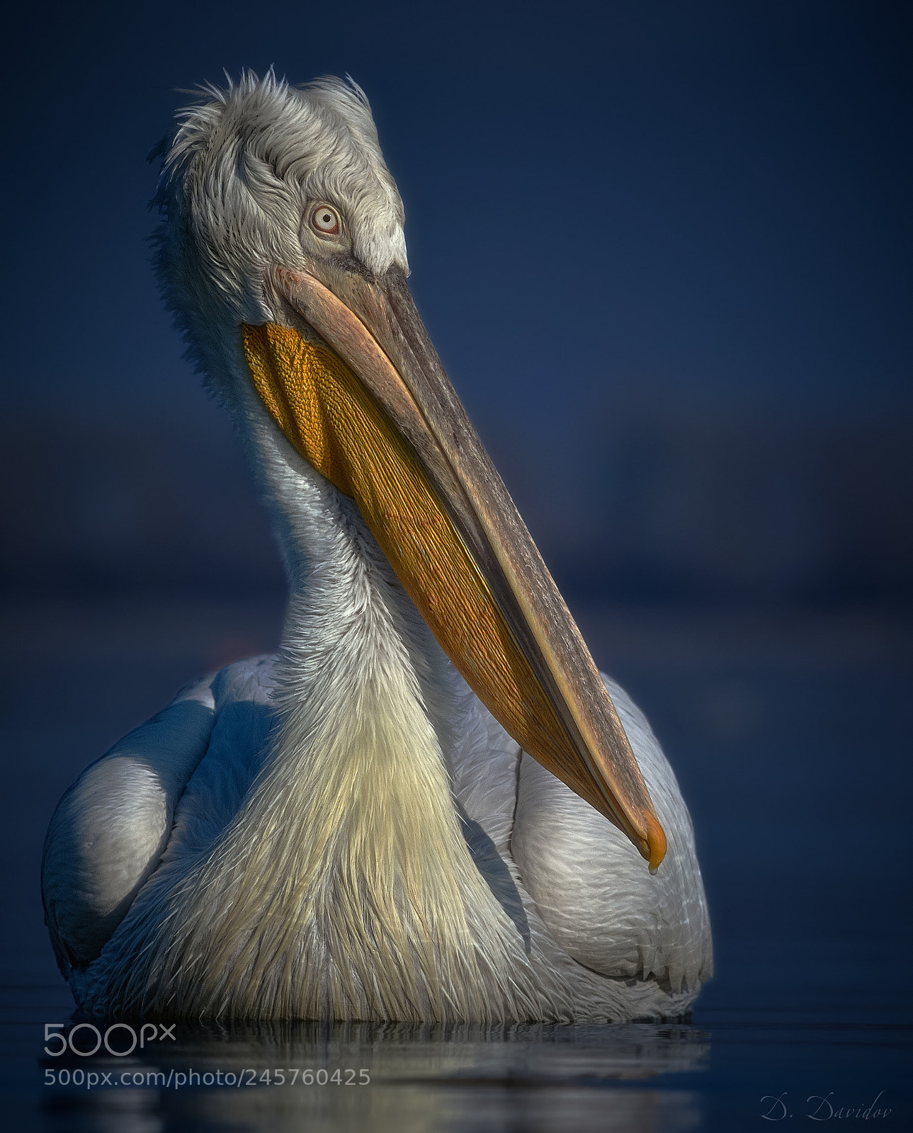 Nikon D700 sample photo. Pelican at sunset photography