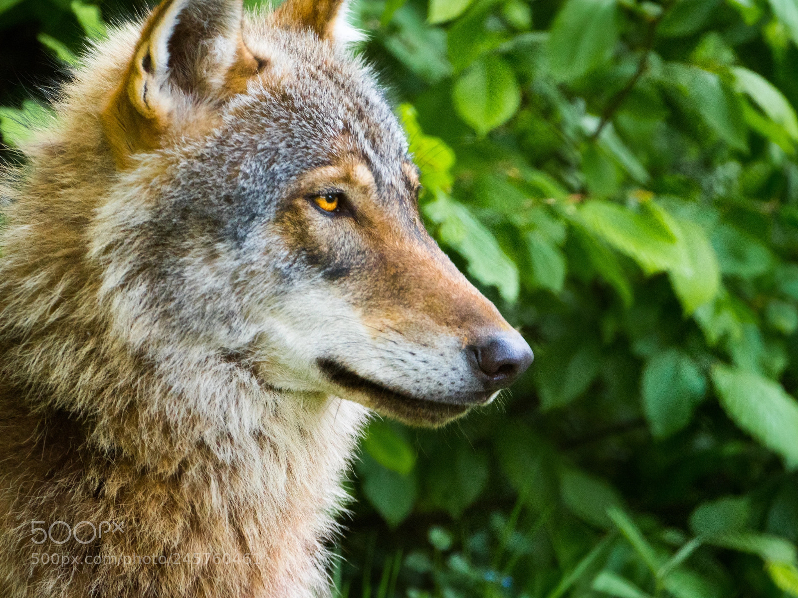 Panasonic Lumix DC-GH5 sample photo. Wolf białowieża photography