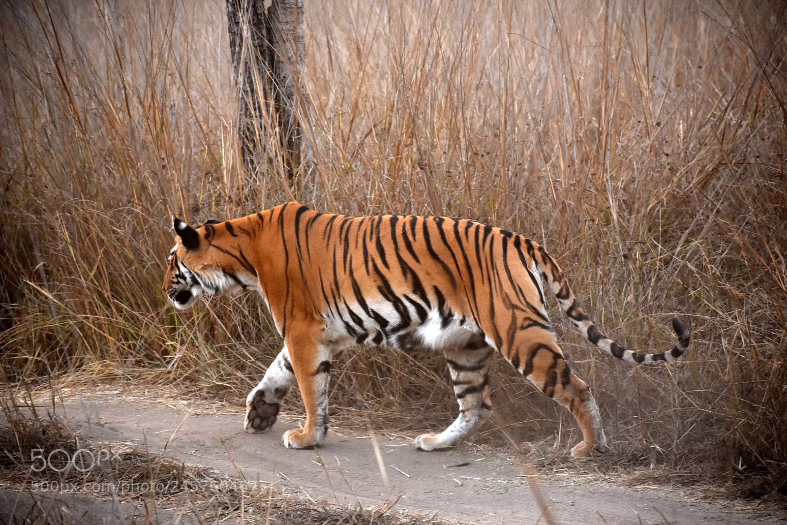 Nikon D7200 sample photo. Stripes photography