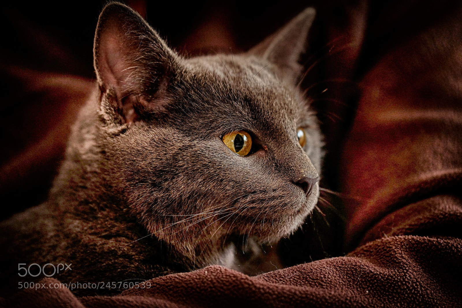 Fujifilm X-E2 sample photo. Katze photography