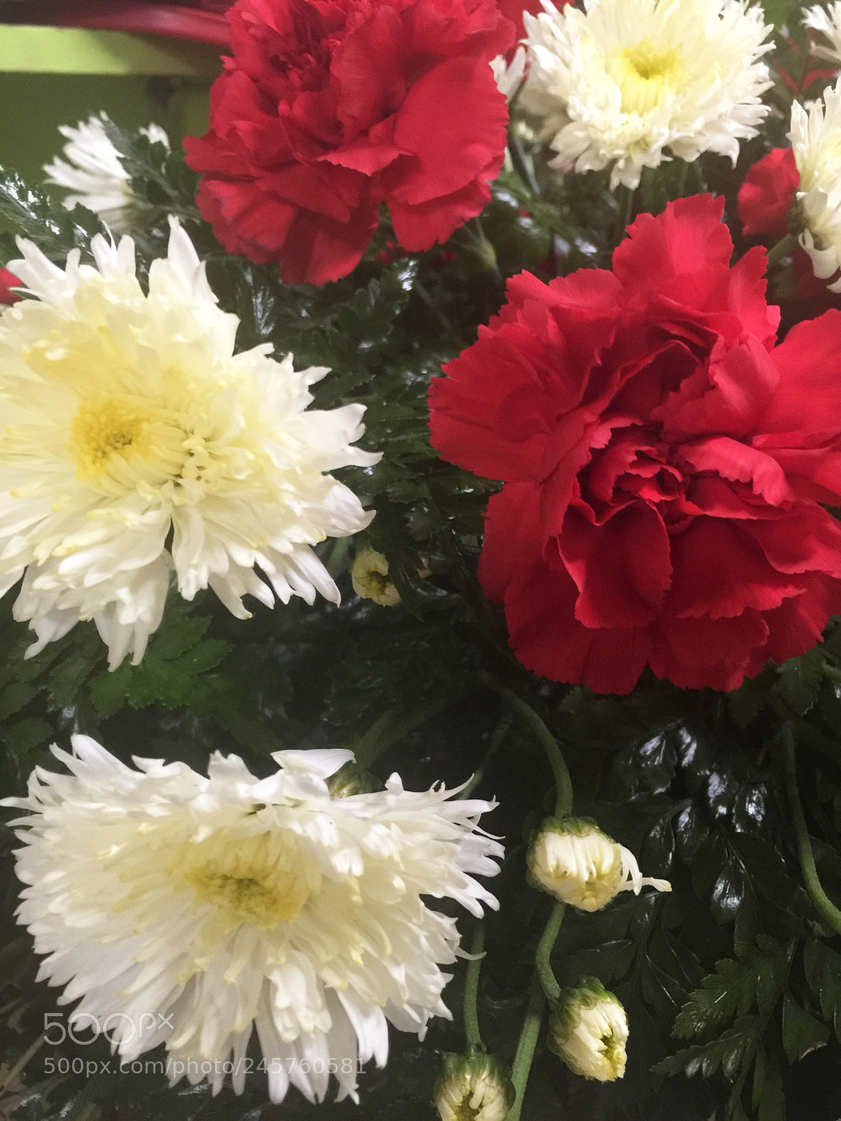 Apple iPhone 6 Plus sample photo. Today’s flower ? photography