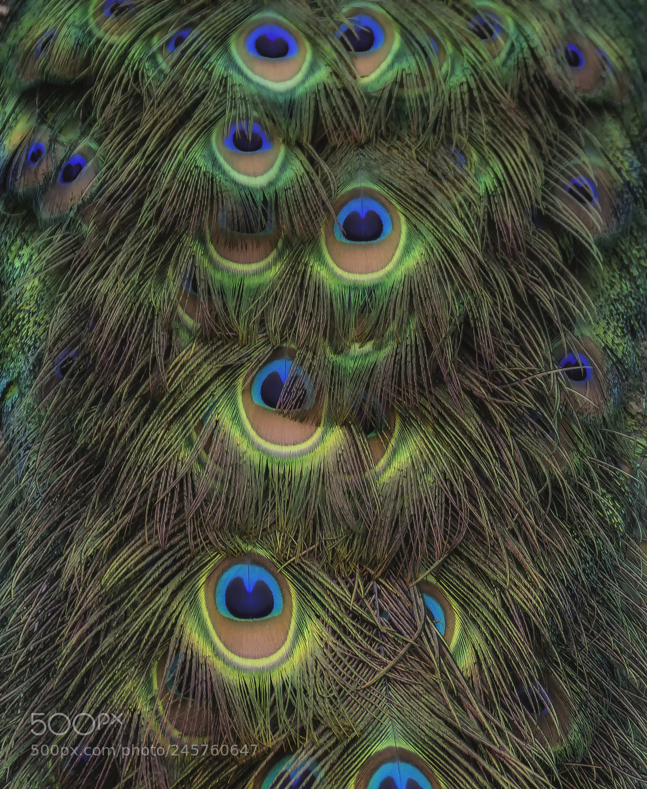 Nikon D7100 sample photo. Peacock's eyes photography