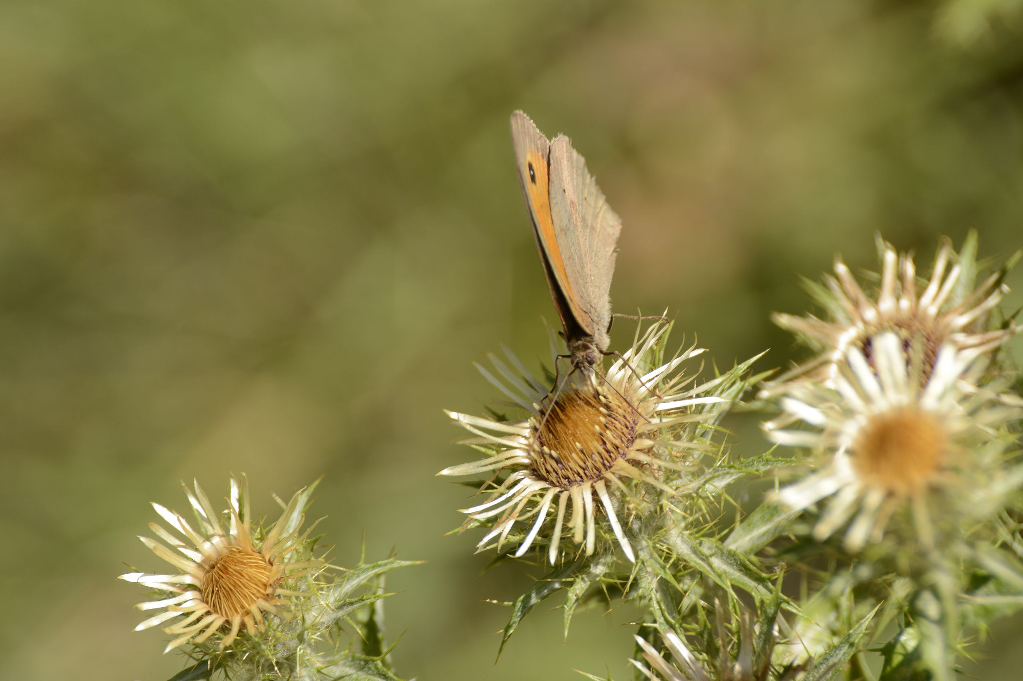 Nikon D7100 sample photo. Butterfly photography