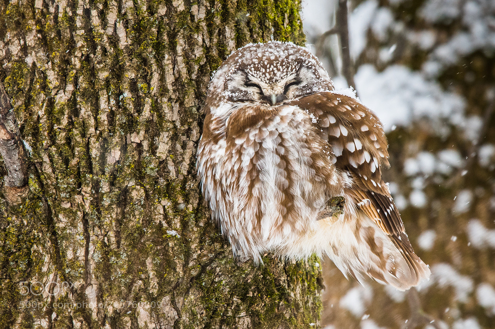 Nikon D500 sample photo. Boreal owl photography