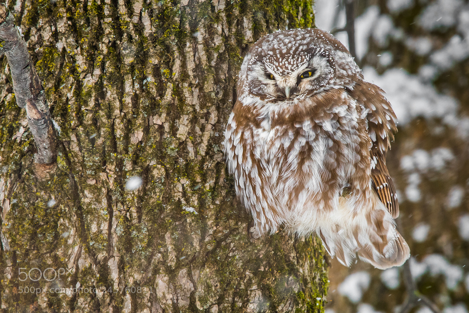 Nikon D500 sample photo. Boreal owl photography