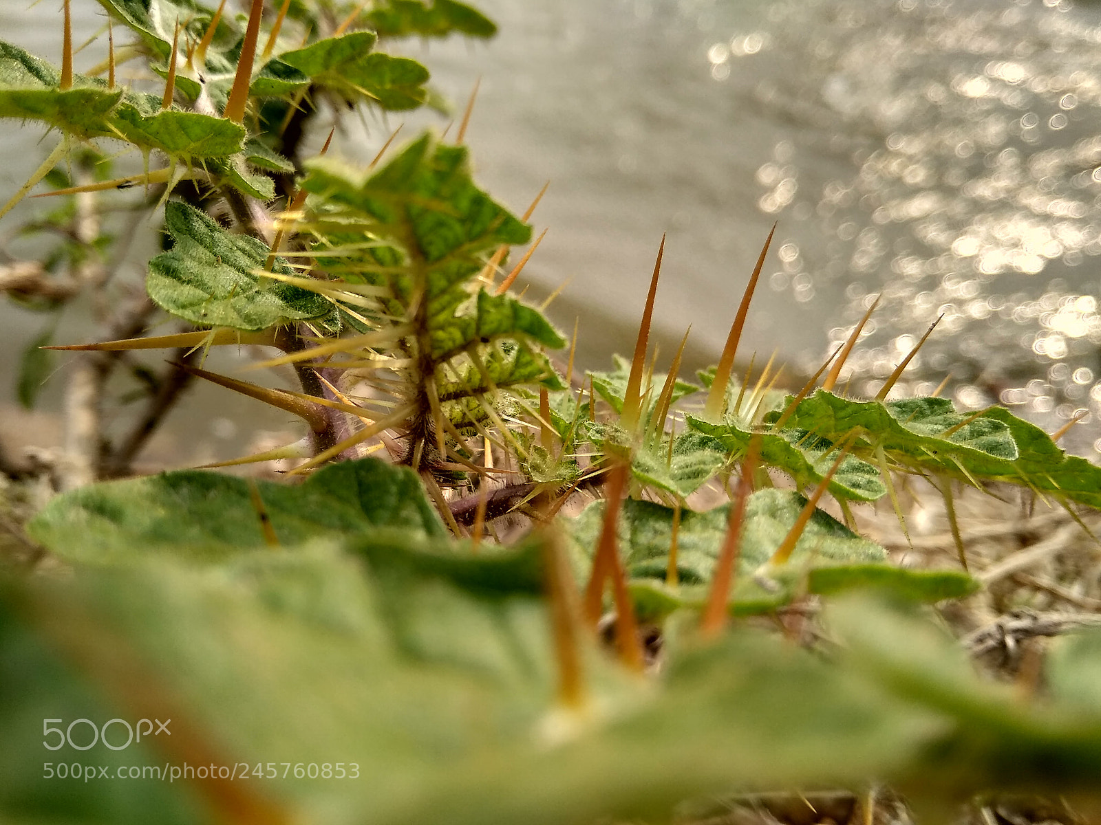 Xiaomi Redmi 5A sample photo. Untitled photography