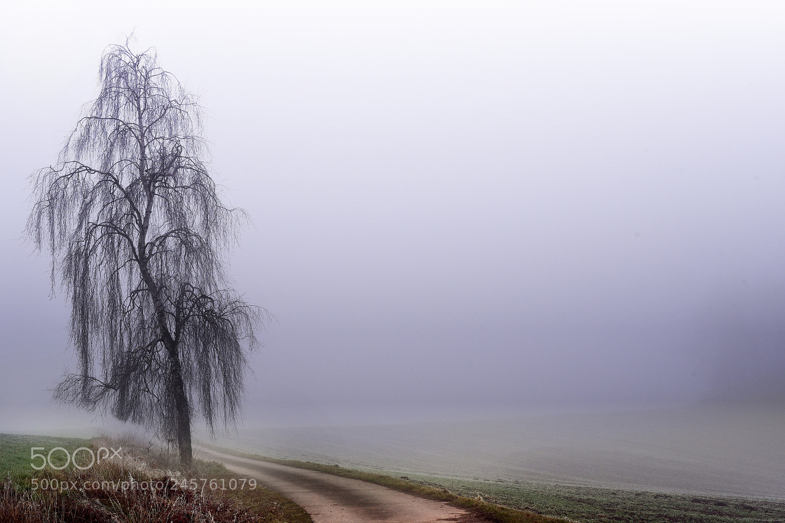 Nikon D750 + Nikon AF-S Nikkor 50mm F1.8G sample photo. Tree photography