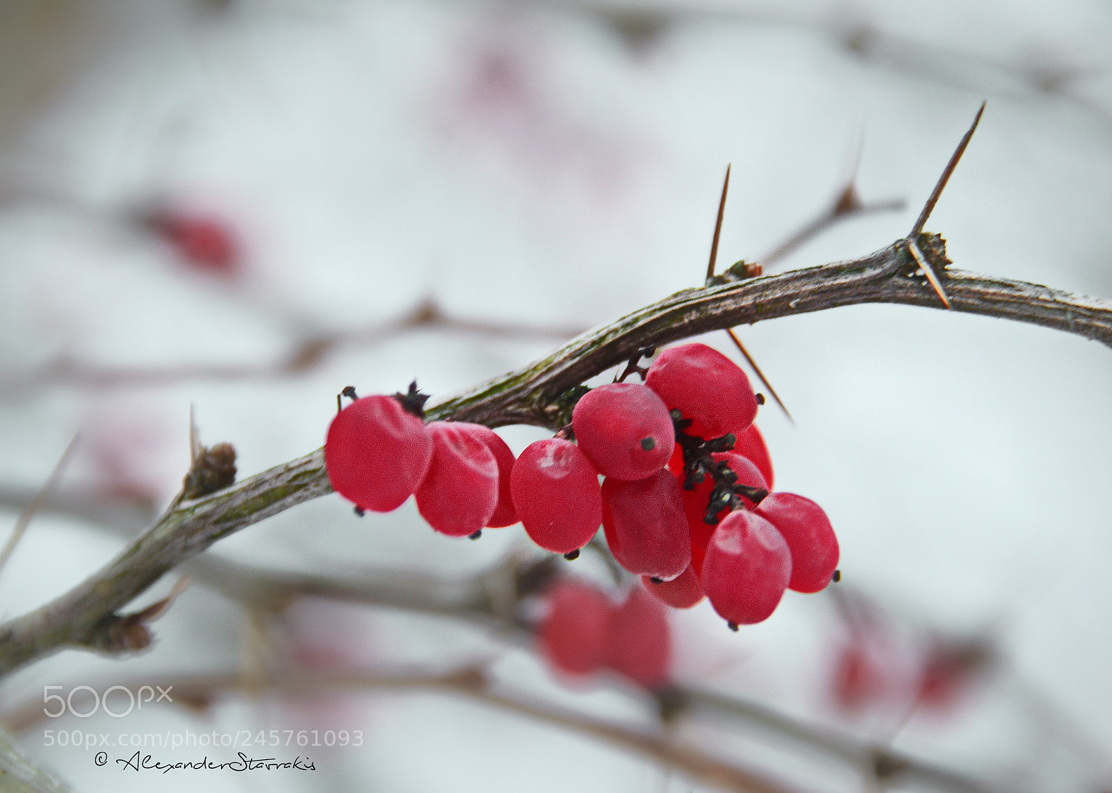 Nikon D3100 sample photo. Red plant in photography