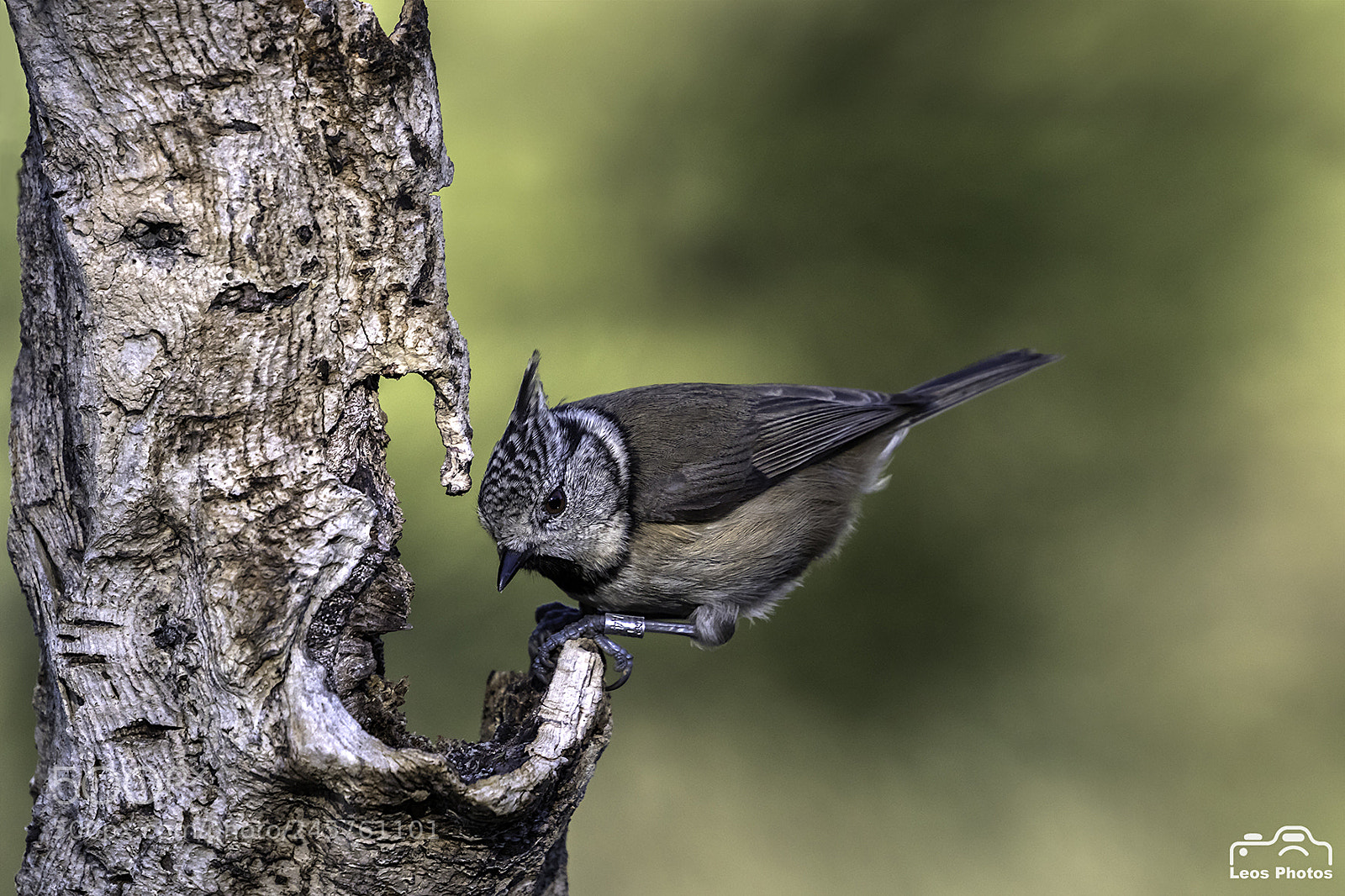 Canon EOS 7D Mark II sample photo. Where is the food... photography