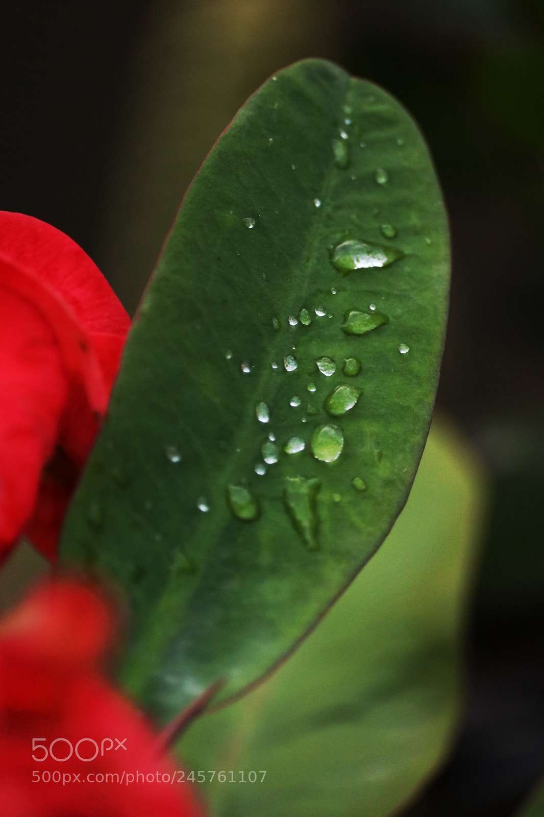 Canon EOS 750D (EOS Rebel T6i / EOS Kiss X8i) sample photo. Rain drops photography