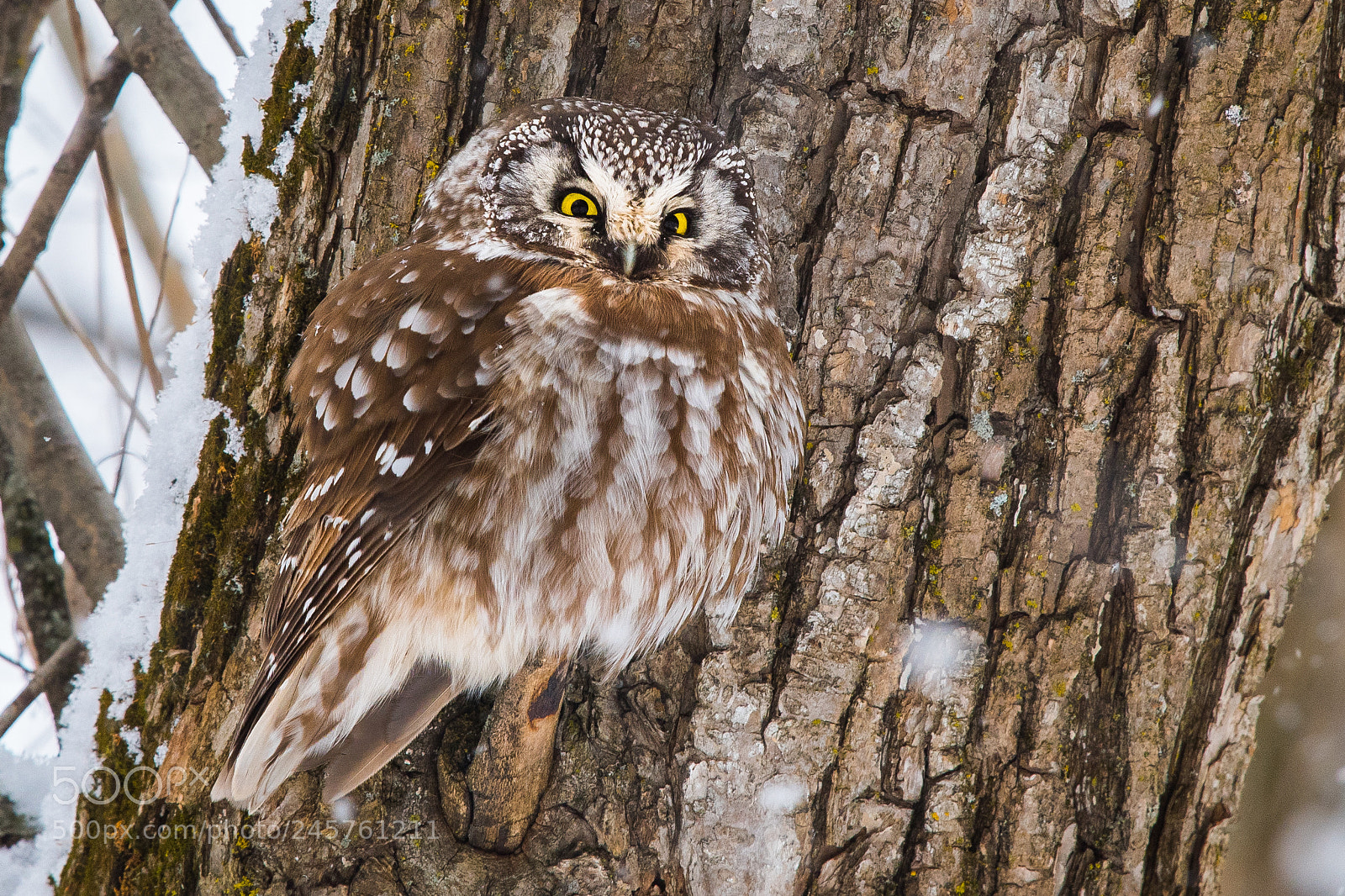 Nikon D500 sample photo. Boreal owl photography