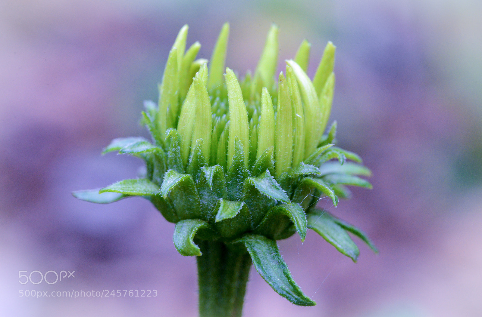 Nikon D600 sample photo. Growing photography