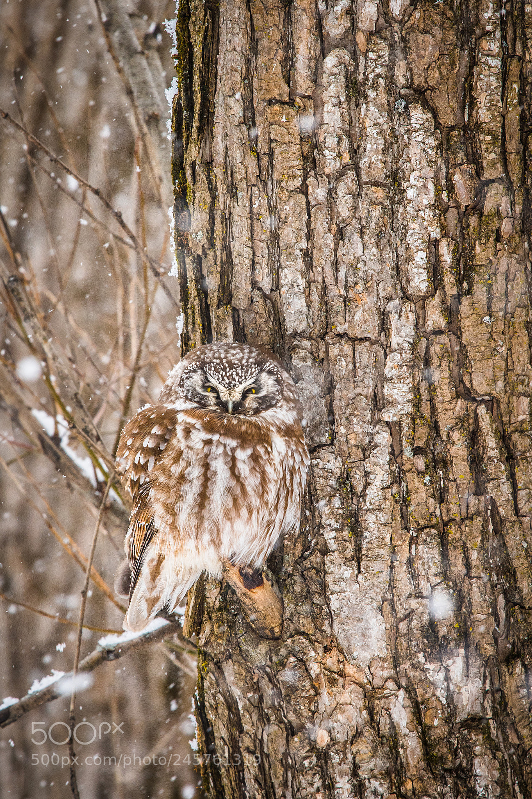 Nikon D500 sample photo. Boreal owl photography