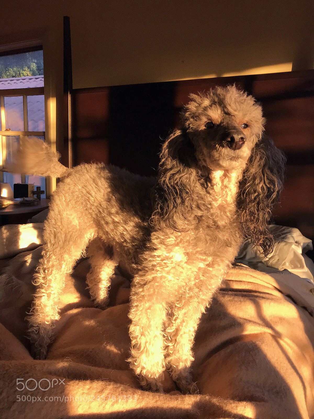 Apple iPhone 7 sample photo. Godfrey bedroom silver lake photography