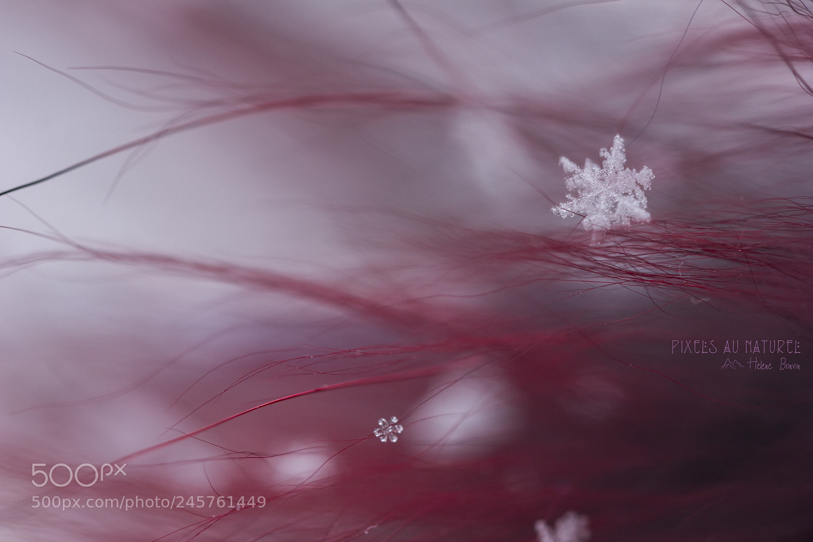 Canon EOS 600D (Rebel EOS T3i / EOS Kiss X5) sample photo. Snow crystal photography