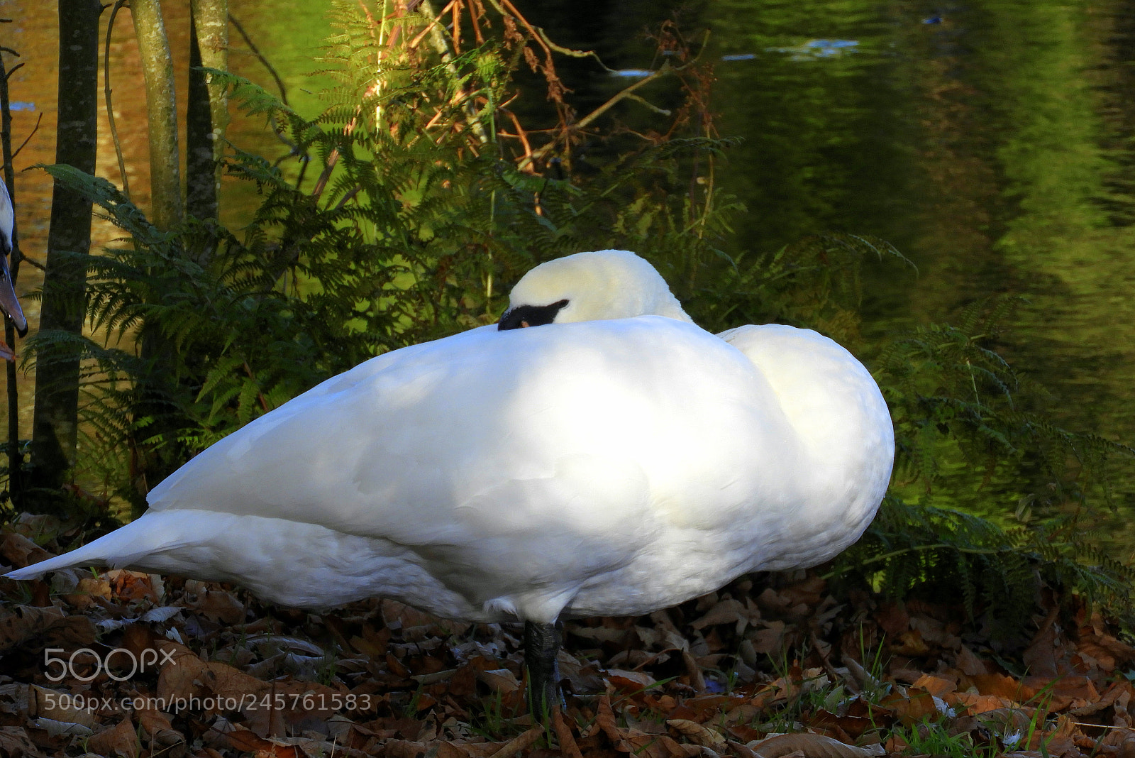 Nikon Coolpix B700 sample photo. Beautiful and elegant mute photography