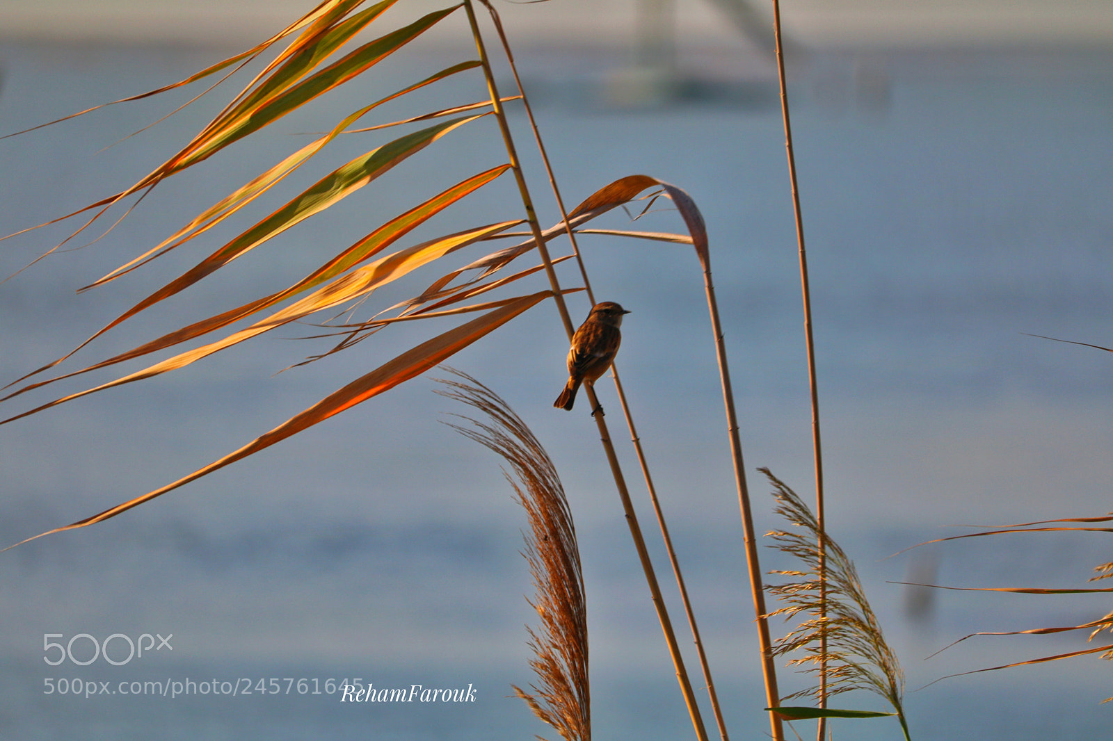 Canon EOS 750D (EOS Rebel T6i / EOS Kiss X8i) sample photo. Alone photography