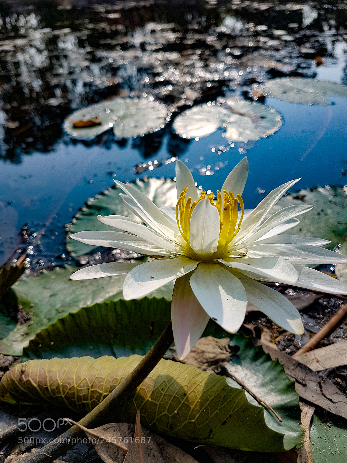 Samsung Galaxy S7 Edge sample photo. Flora. photography