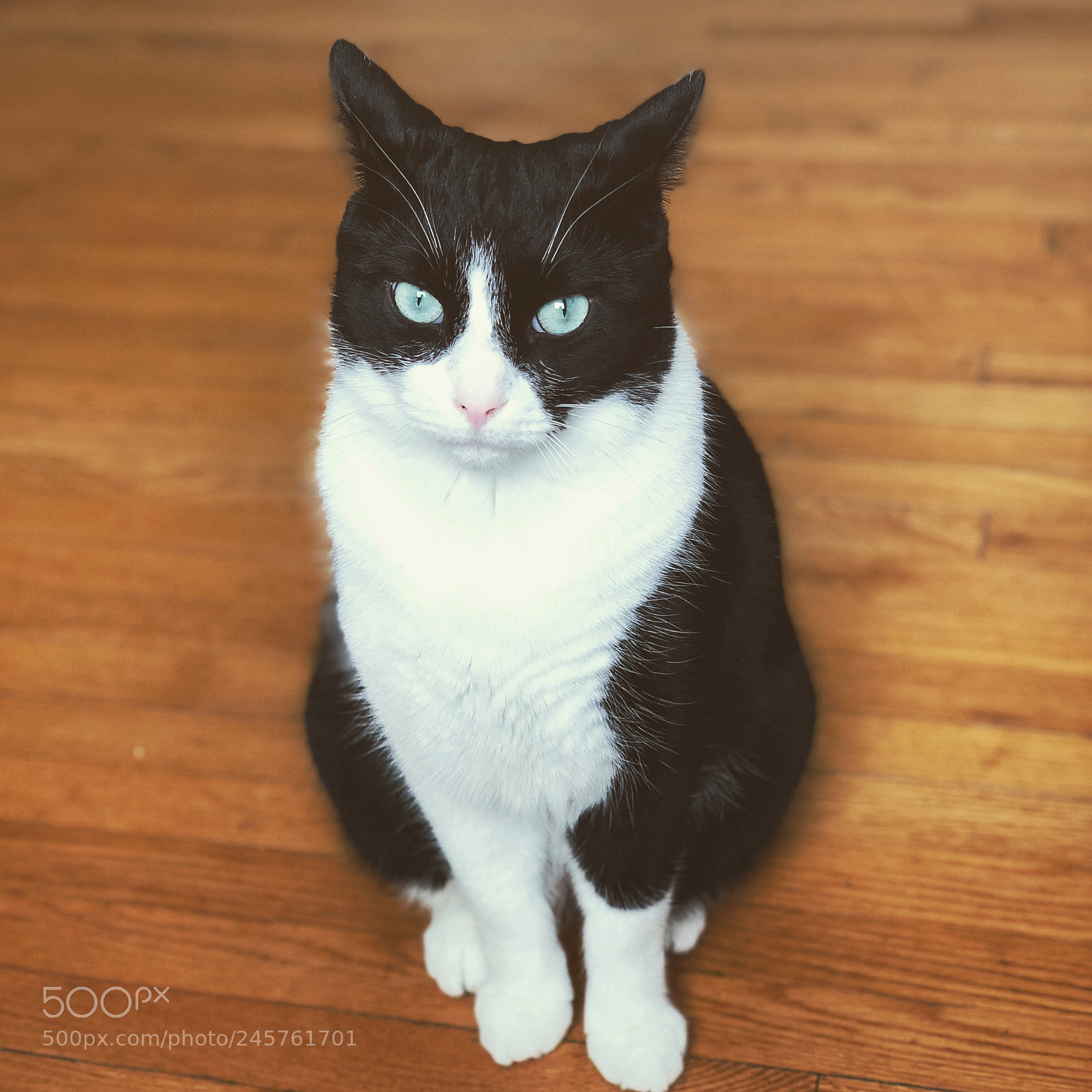 Apple iPhone X sample photo. Lucas photography