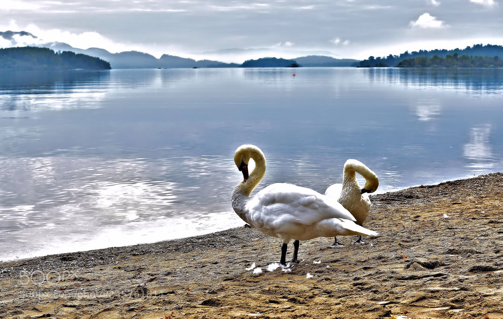 Nikon D5500 sample photo. Birds of a feather photography