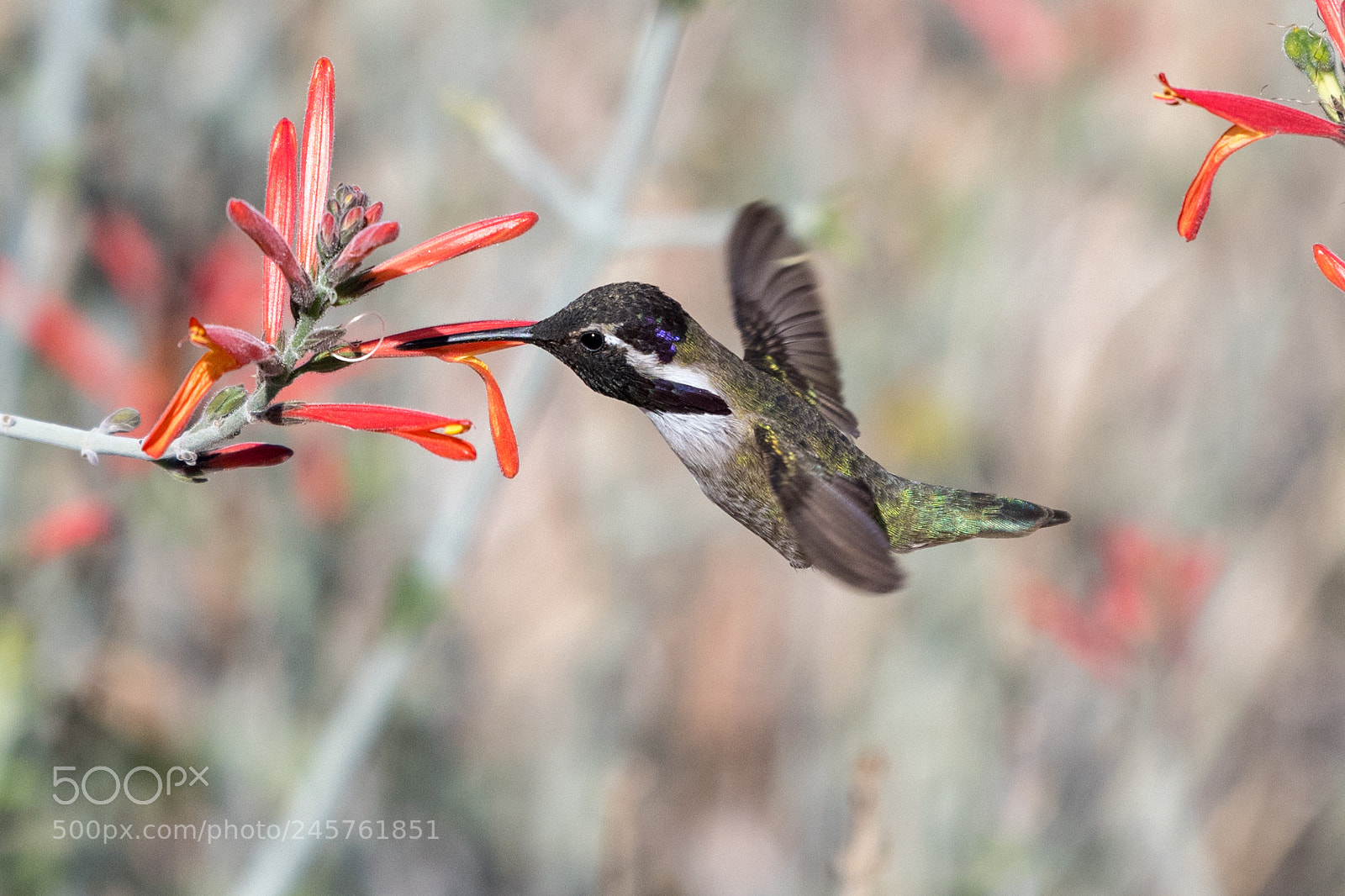 Nikon D850 sample photo. Hummingbird sipping nectar photography
