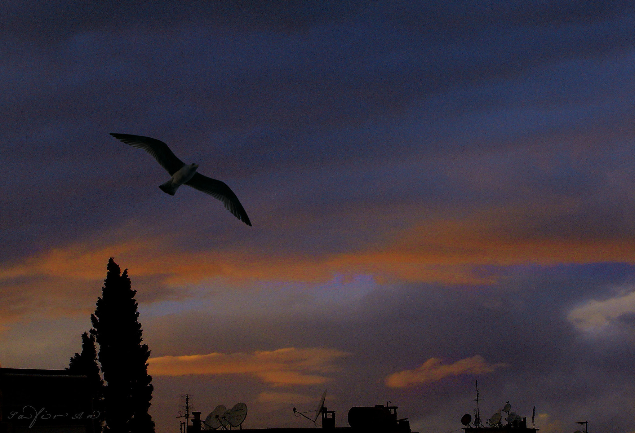 Sony DSC-P73 sample photo. Dramatic orange & seagull photography