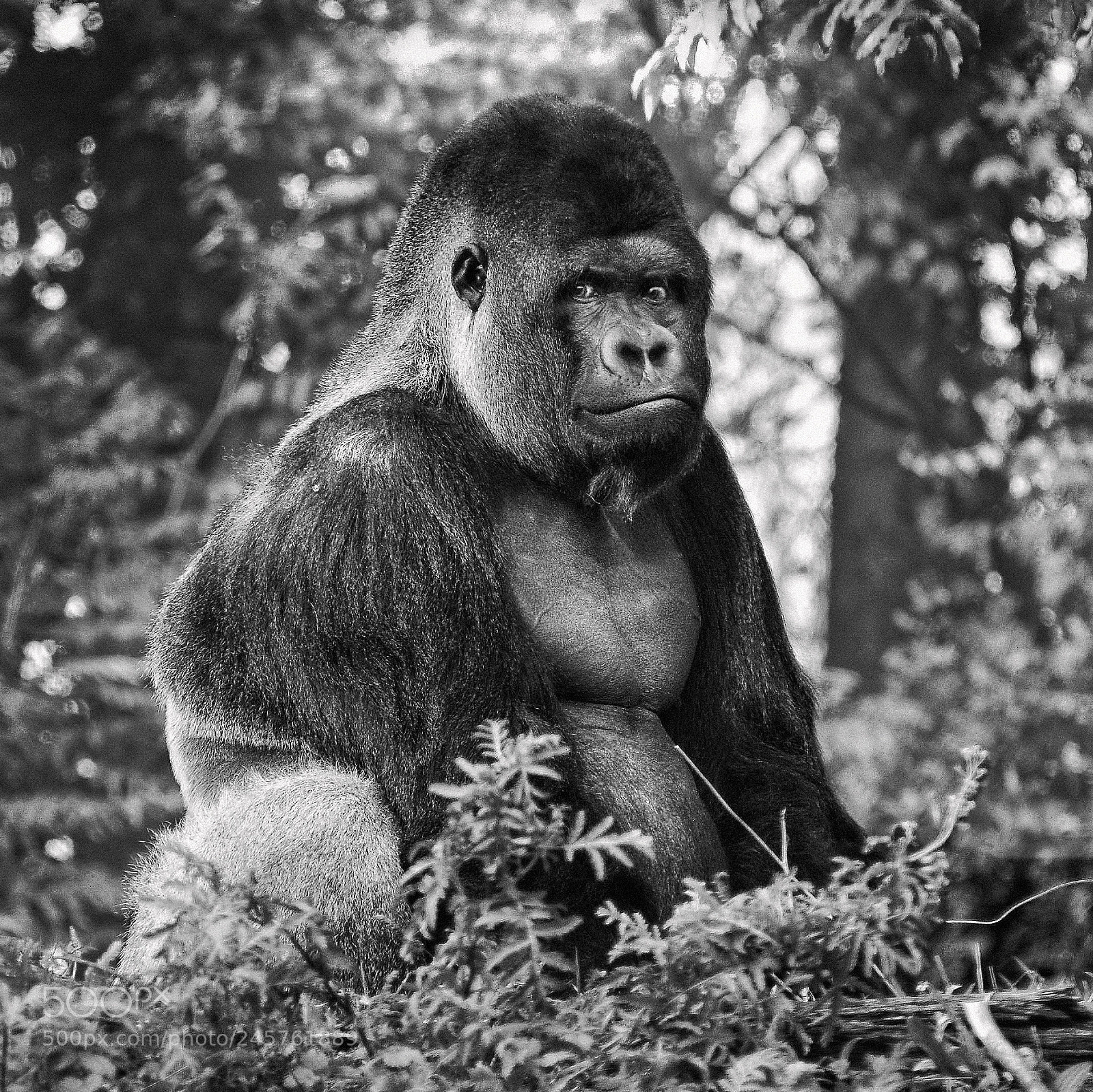 Nikon D300 sample photo. Gorille photography